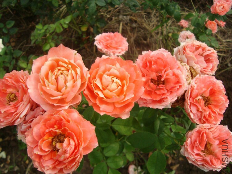 DSC07314.jpg