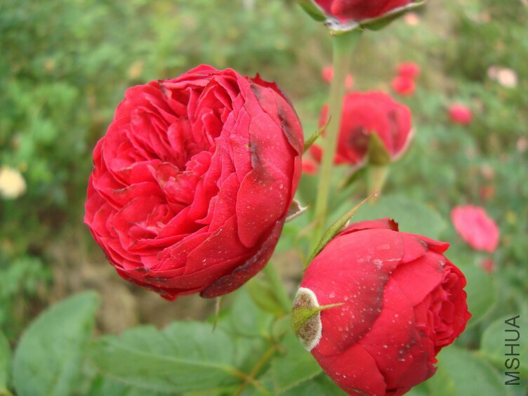 DSC07321.jpg