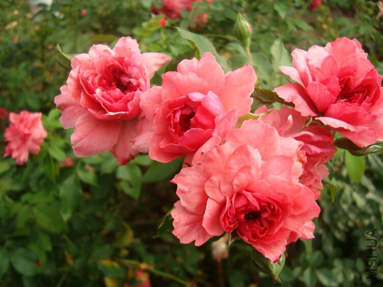 DSC07329.jpg