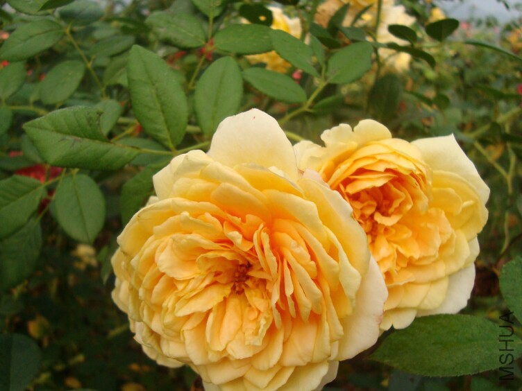 DSC07332.jpg