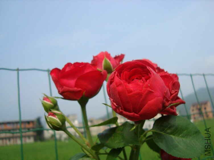 DSC07341.jpg