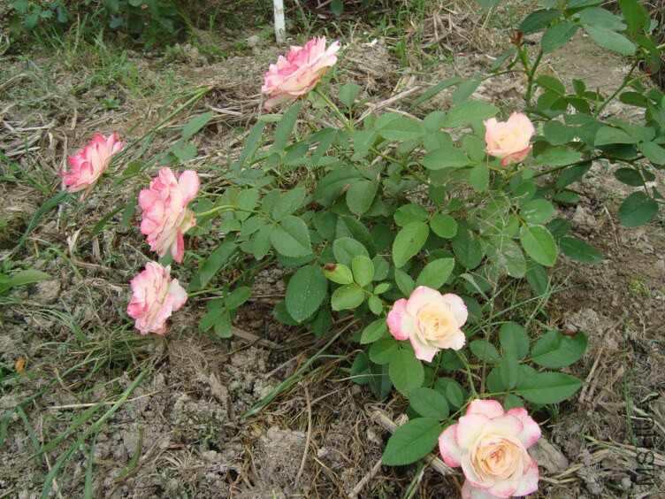 DSC07357.jpg