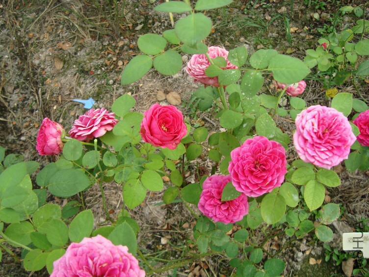 DSC07364.jpg