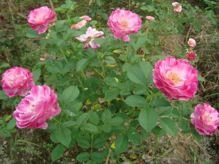DSC07370.jpg