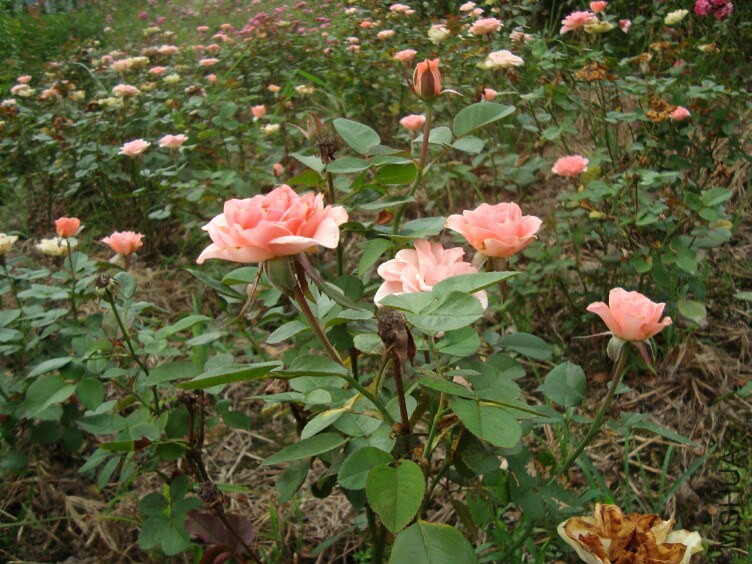 DSC07371.jpg