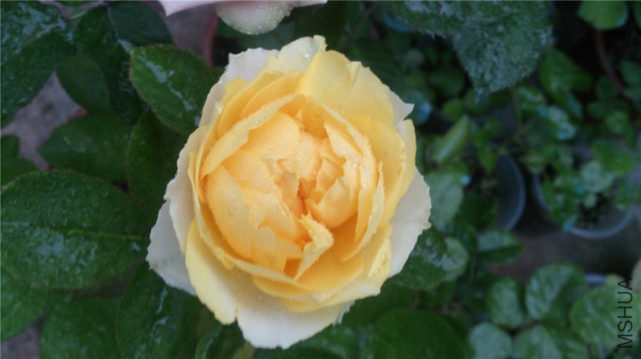 DSC_0461.jpg
