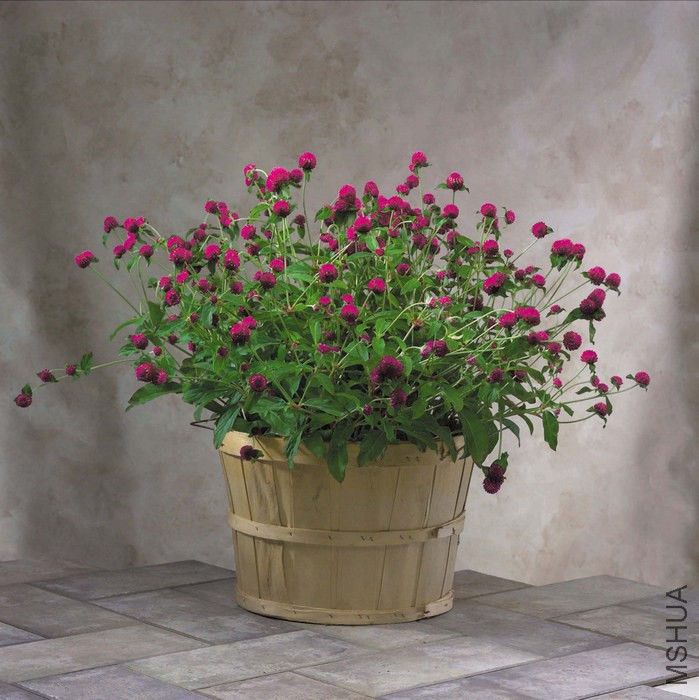 ǧ�պ� ȫ�� �Ϻ�ɫ.jpg