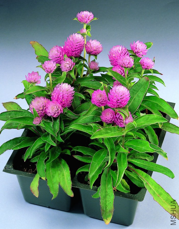 С���� �ۺ�ɫ.jpg