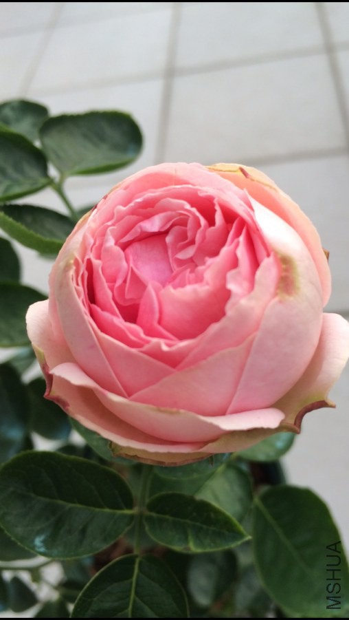��ܽ��������