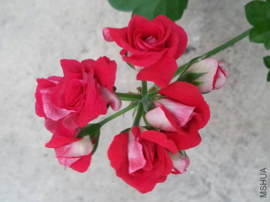 644���պ�õ��.jpg