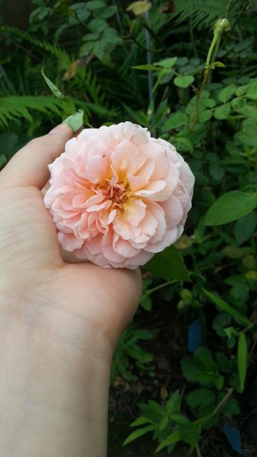 20140807_155318.jpg