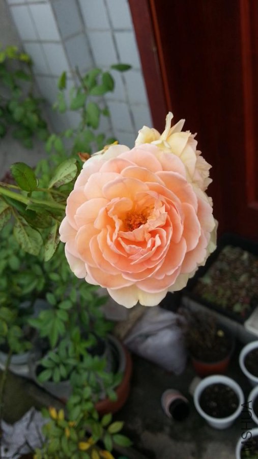 20140807_155348.jpg