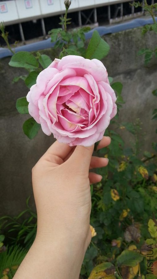 20140807_155209.jpg