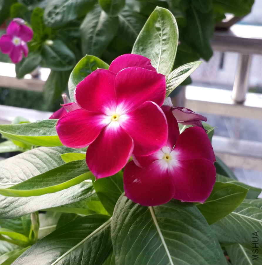 20140809_174439_meitu_10.jpg