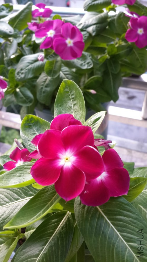 20140809_174455_meitu_11.jpg