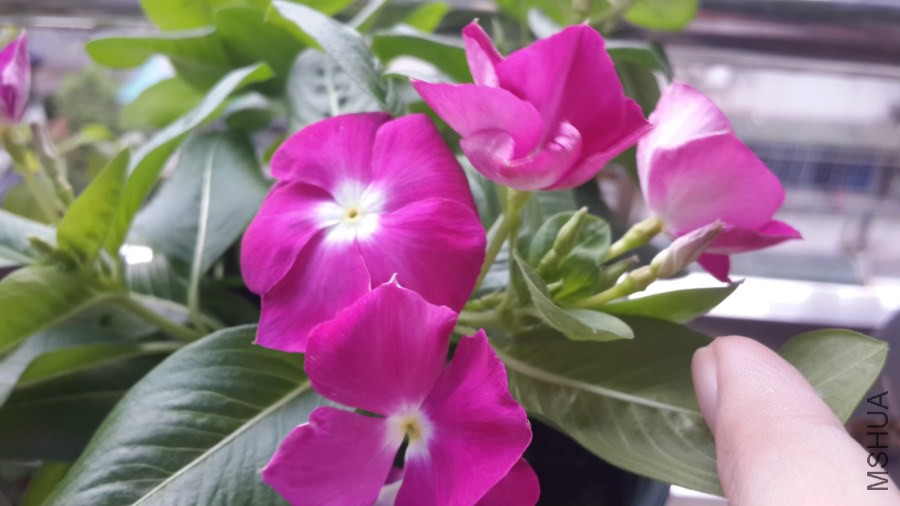 20140727_164851_meitu_2.jpg