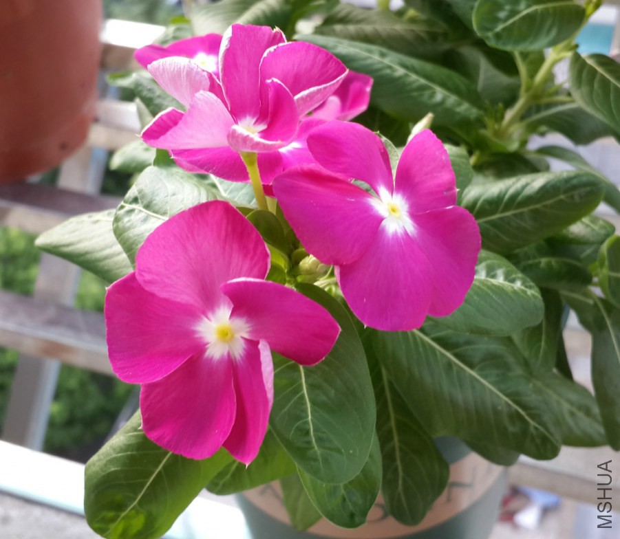 20140809_174238_meitu_5.jpg