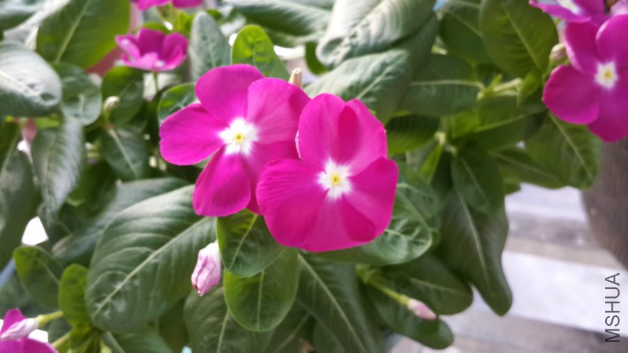 20140809_174247_meitu_6.jpg