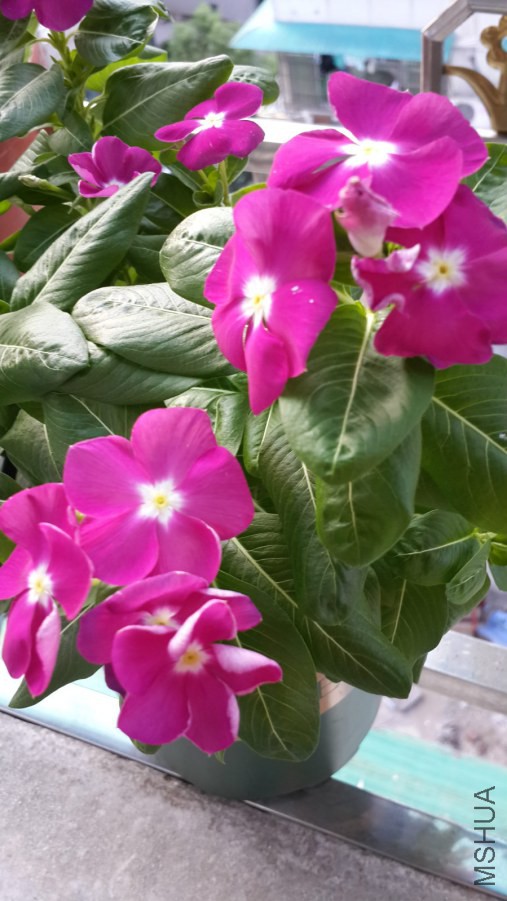 20140809_174304_meitu_7.jpg
