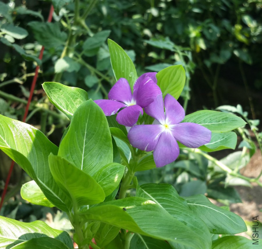 20140727_121937_meitu_1.jpg