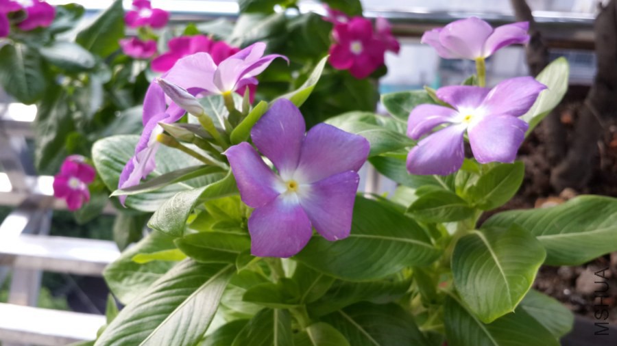 20140809_174357_meitu_8.jpg