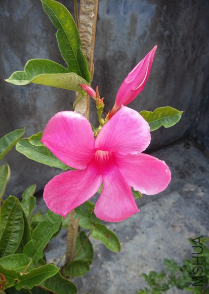 ������Ʈ����