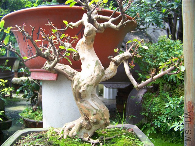 100_4910.JPG