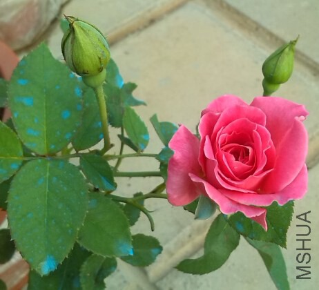 QQ��ͼ20140620085455.jpg