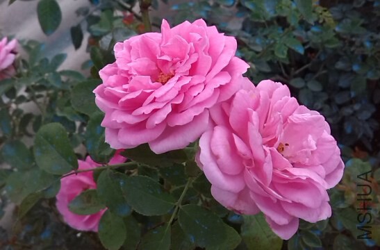 QQ��ͼ20140620085823.jpg