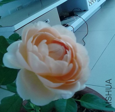 ��״