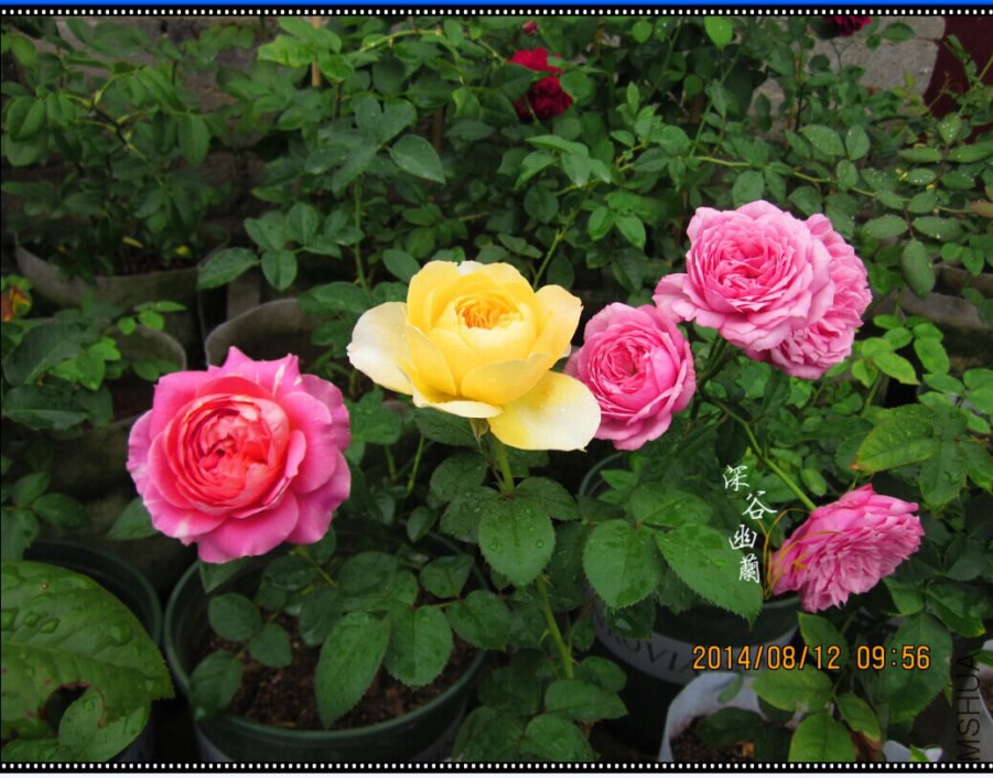 QQͼƬ20080806143540.jpg