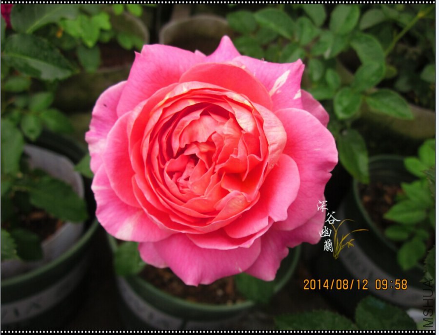 QQͼƬ20080806143555.jpg