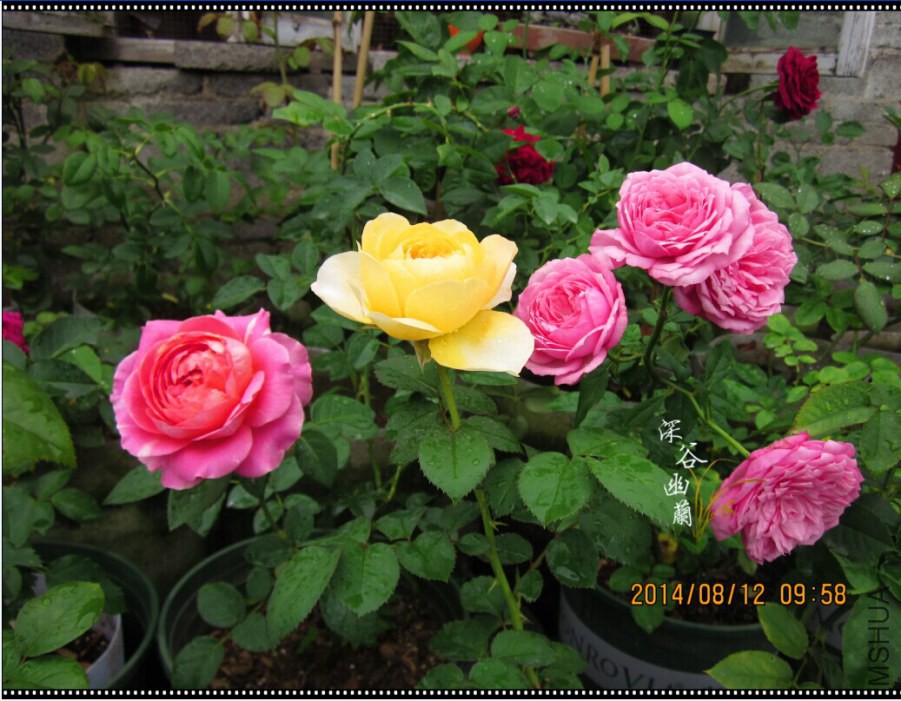 QQͼƬ20080806143557.jpg