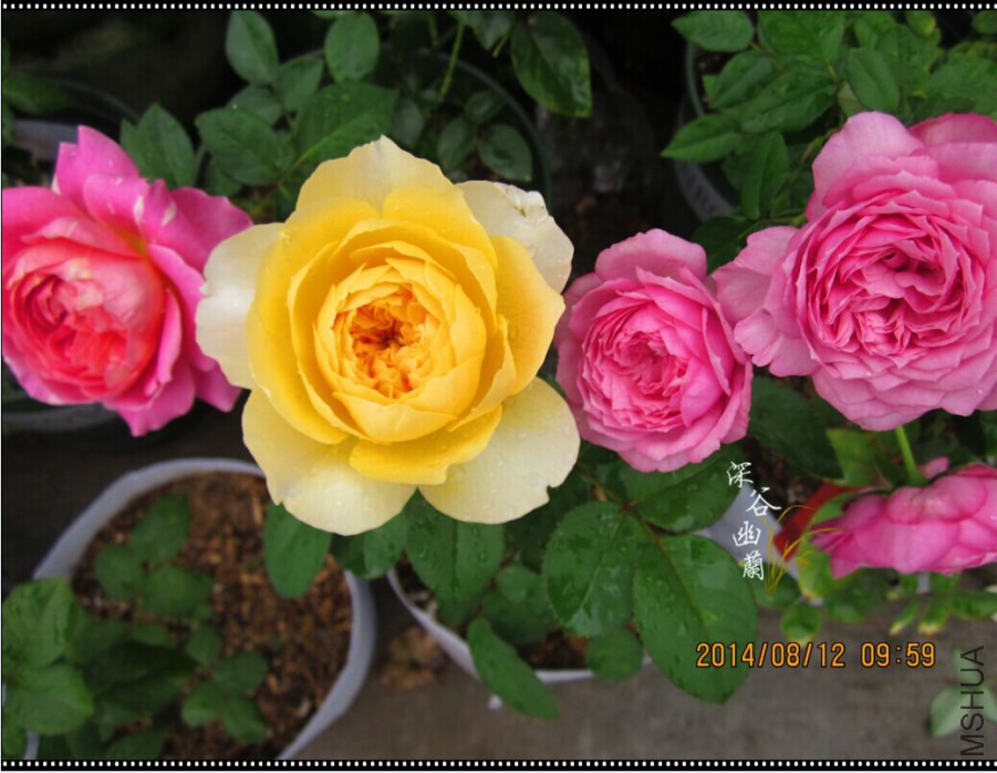 QQͼƬ20080806143603.jpg