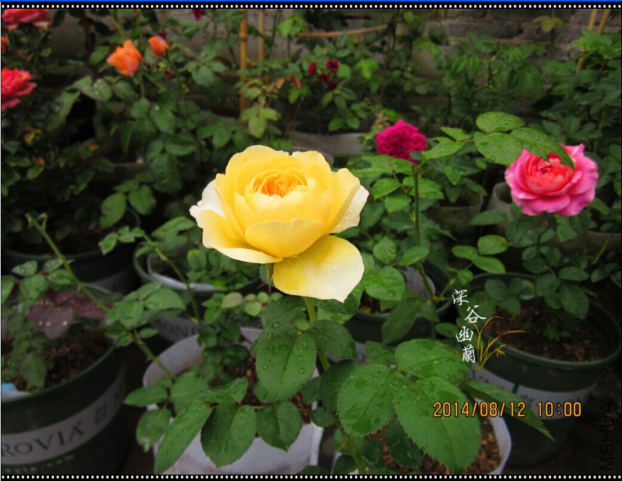 QQͼƬ20080806143606.jpg