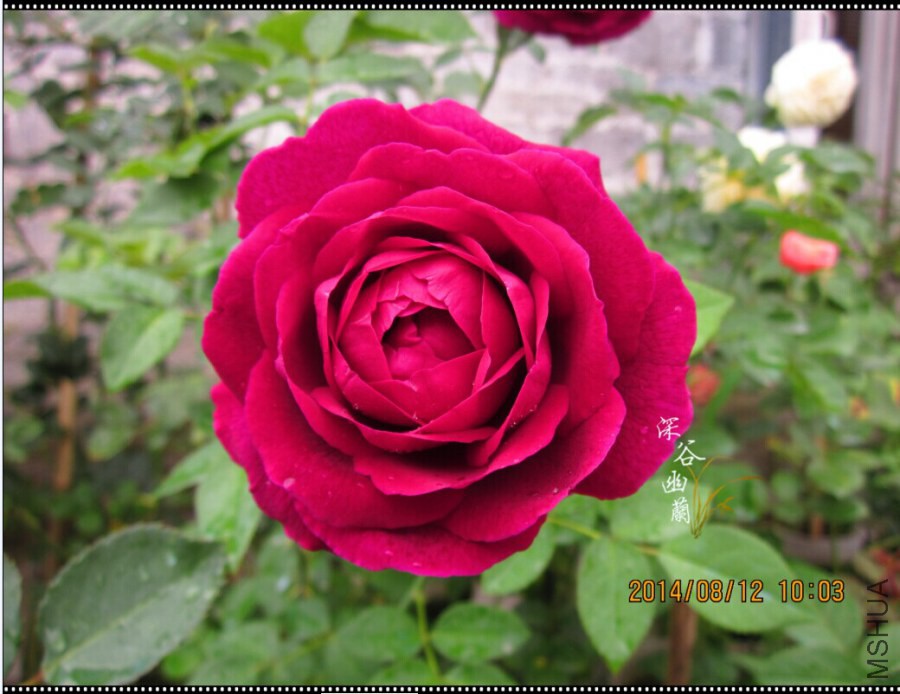 QQͼƬ20080806143617.jpg