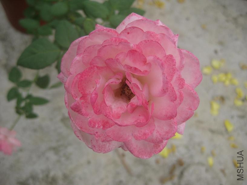 ��ݮ���ʱ�2.JPG
