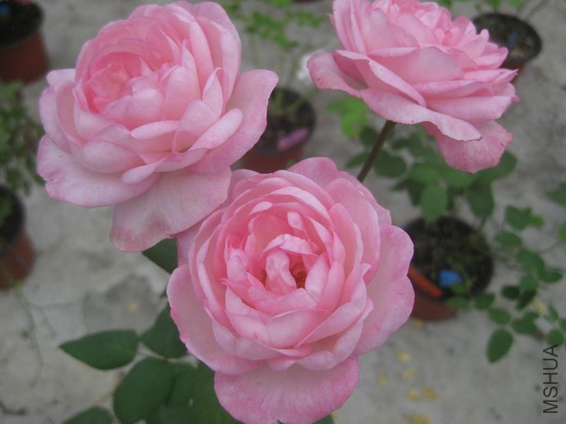 ��ݮ���ʱ�4.JPG