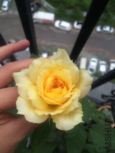 image.jpg