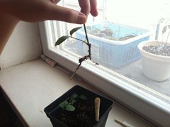 IMG_4600_����.jpg