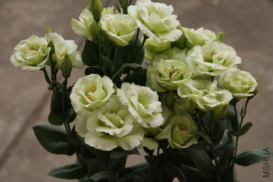 094240gk93hu14pyr3flo5.jpg