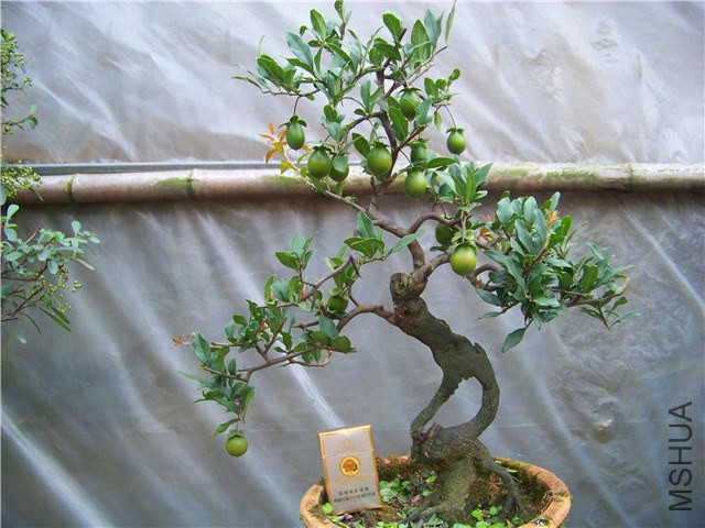 100_5051.JPG