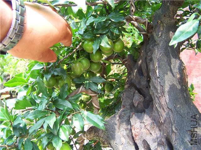 100_5062.JPG