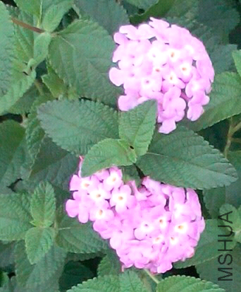 IMG_20140813_204339.jpg