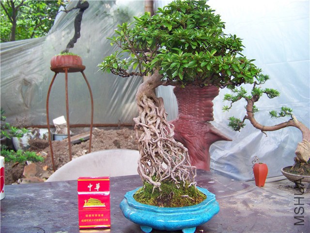 100_4599.JPG