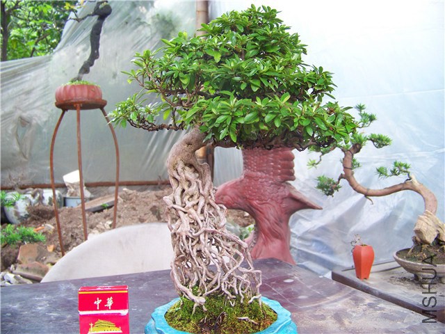 100_4600.JPG