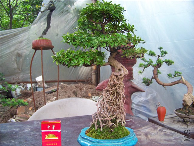 100_4601.JPG