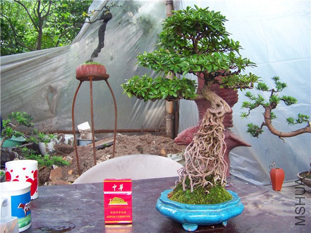100_4602.JPG