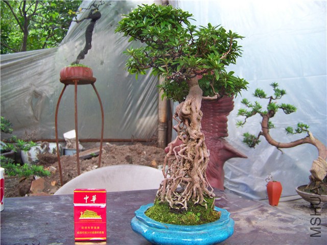 100_4605.JPG