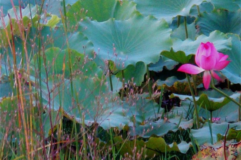 psb (72)_����.jpg